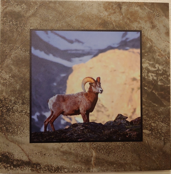 Click to view detail for Bighorn Ram 12x12 $90